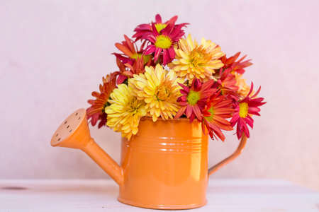 beautiful chrysanthemum  flowers in a small watering cans.Home decorationの写真素材