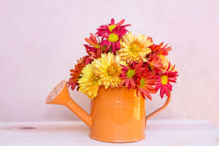 beautiful chrysanthemum  flowers in a small watering cans.Home decorationの写真素材