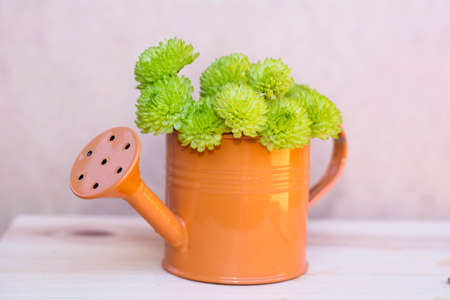 beautiful green  flowers in a small watering cans.Home decorationの写真素材