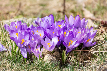 purple crocuses in the mountain . Spring landscapeの写真素材