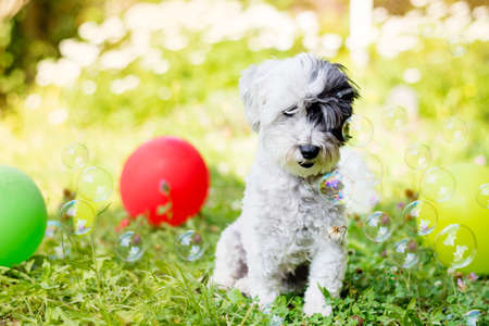 white small poodle dog celebrating his birthday party in a blooming garden with balloons and soap bubblesの写真素材