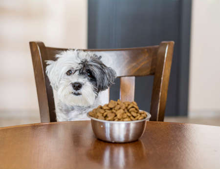 cute small white dog with full bowl of food on the kitchen table.Hungry dogの写真素材