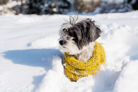 small white poodle dog in winter sweater on snowの写真素材