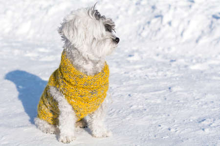 small white poodle dog in winter sweater on snowの写真素材