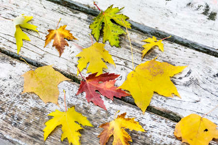 Colorful autumn leaves on a white wooden backgroundの写真素材