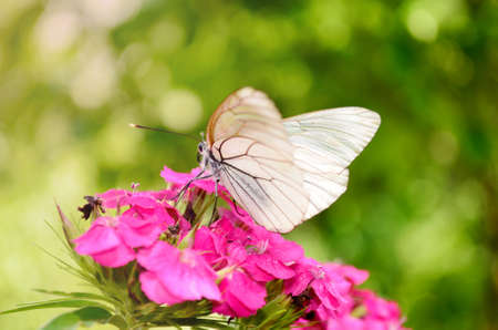 beautiful white butterflie on a pink flowers -closeupの写真素材
