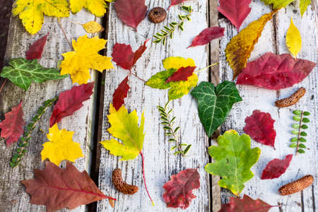 Colorful autumn leaves and orange decorative pumpkins on a white wooden backgroundの写真素材