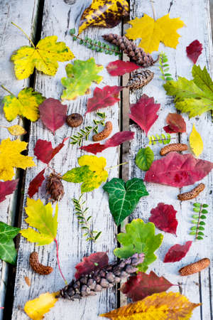 Colorful autumn leaves on a white wooden backgroundの写真素材