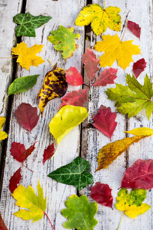 Colorful autumn leaves on a white wooden backgroundの写真素材