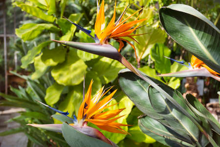 Bird of paradise, exotic strelitzia in a botanical garden