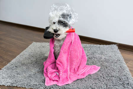 cute dog with comb in the mouth ,shower cap and towel.Bath timeの写真素材