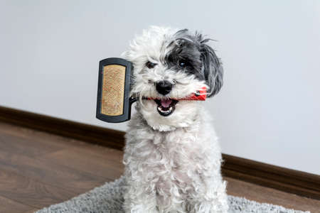 cute dog with comb in the mouthの写真素材