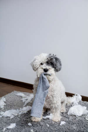 Naughty poodle dog with sock in the mouth  made a mess at home