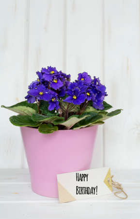 pot violet flowers for birthday gift with happy birthday message cardの写真素材