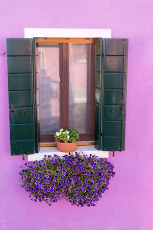 blooming petunia flowers  on a window with green shutters and pink wallの写真素材