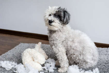 poodle dog with plush toy in the mouth made a mess in the apartmentの写真素材