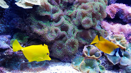 Zebrasoma flavescens - Yellow Tang Fishの写真素材