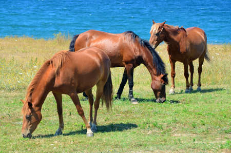 Brown Horses on a Green Meadow above the Seaの写真素材