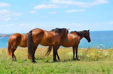Brown Horses on a Green Meadow above the Seaの写真素材