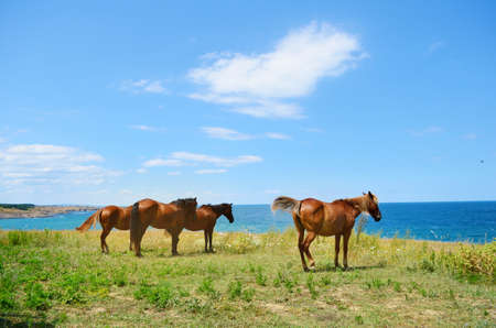 Brown Horses on a Green Meadow above the Seaの写真素材