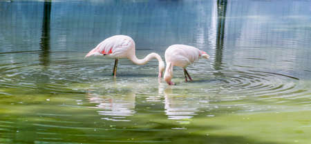 White  Flamingo on the Beachの写真素材
