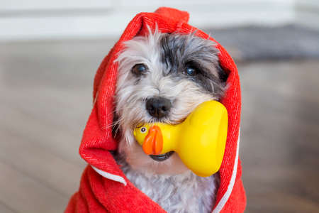 Cute Dog  with Red Towel and Yellow Rubber  Duck Ready for Bathの写真素材