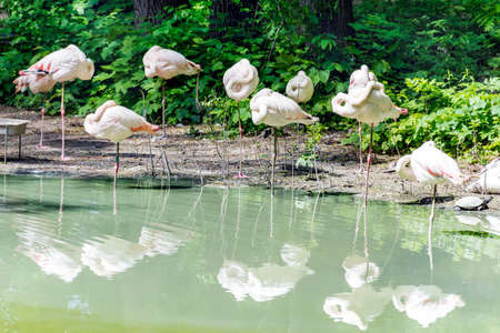White  Flamingo on the Beachの写真素材