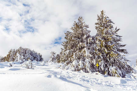 Beautiful Winter Snowy  Mountain Landscape from Bulgaria ,Vitosha  Mountain