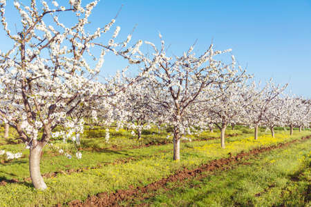 Blooming Cherry Trees in a Row .Cherry Garden in the Spring in Bulgaria  .