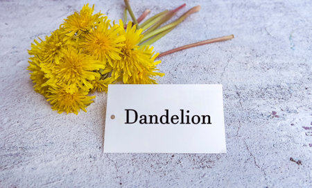 Dandelion flower and card with textの写真素材