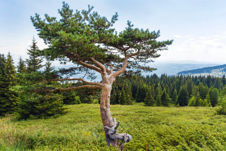 Pine tree on top of a mountain in the Carpathian mountainsの写真素材