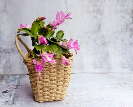 Christmas Cactus (Schlumbergera truncata) in a basketの写真素材
