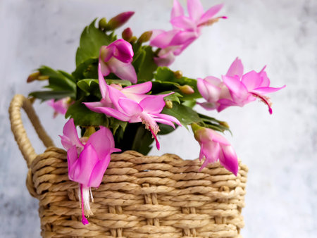 Pink Christmas cactus in a wicker basket on a light backgroundの写真素材