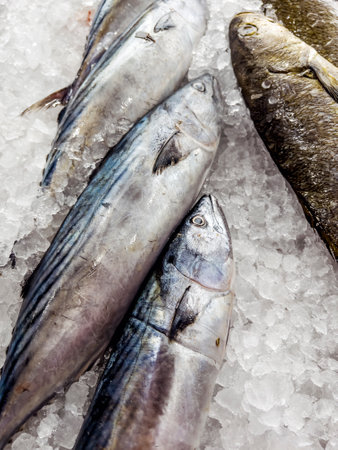 Fresh mackerel fish on ice for sale in the fish marketの写真素材