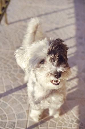 Havanese dog with open mouth on the background of the sunの写真素材