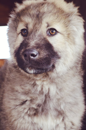 Cute chow-chow dog close-up portrait.の写真素材