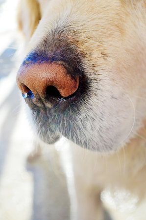 Dog nose close-up. Labrador retriever with blue eyes.の写真素材
