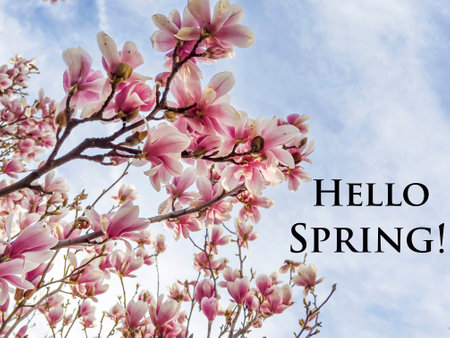 Text Hello Spring with magnolia flowers on blue sky and white clouds backgroundの写真素材