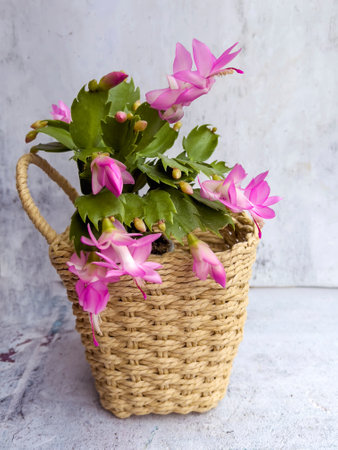 Christmas cactus or Schlumbergera in a basket on a concrete backgroundの写真素材