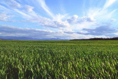 Green wheat field under blue sky with white clouds. Nature background.