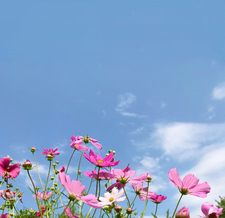Cosmos flowers with blue sky and white clouds, copy space.の写真素材