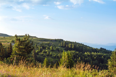Mountain landscape with coniferous forest on the hillside.の写真素材