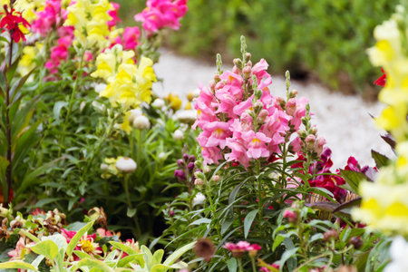 Colorful snapdragon flowers in the flowerbed in the garden.の写真素材