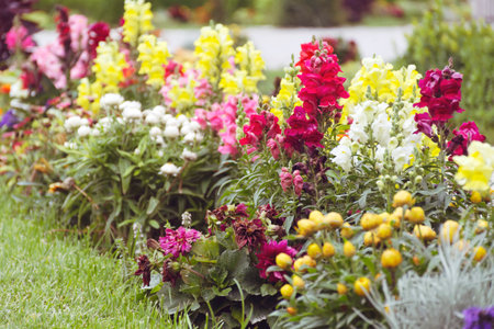 Flowerbed with colorful garden flowers in summer. Selective focus.の写真素材