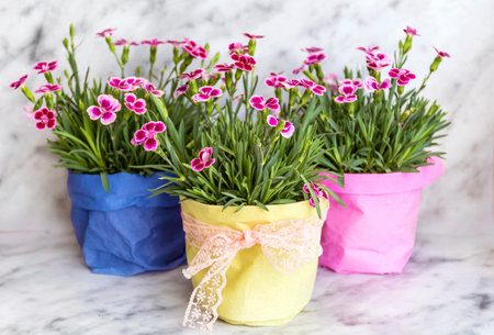 Dianthus caryophyllus flowers in pots on white marble backgroundの写真素材