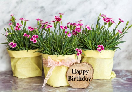 Happy birthday card with a bouquet of pink carnation flowers in a potの写真素材