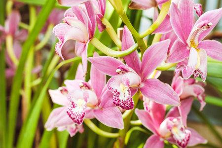 Beautiful pink orchid flowers in the garden, selective focus.の写真素材