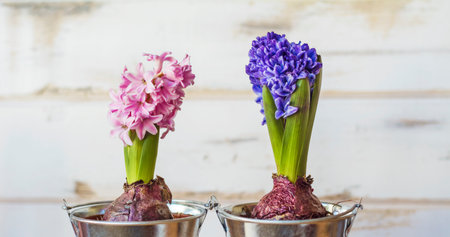 Hyacinths in a vase on a white wooden backgroundの写真素材