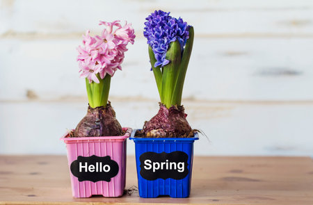 Hyacinth flowers in a flower pot with the words Hello Spring
