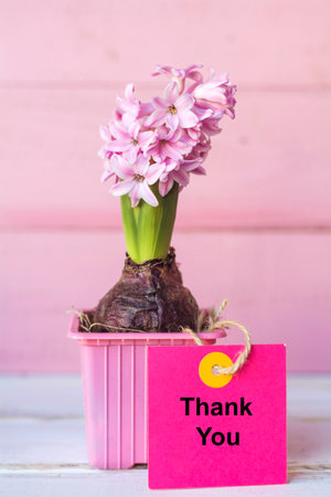 Pink hyacinth in pink bucket with tag with thank you message